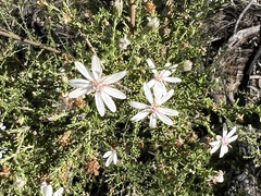 Olearia microphylla