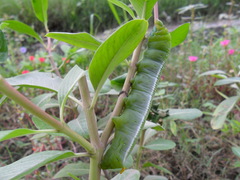 Daphnis nerii