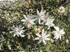 Olearia microphylla