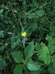Tribulus terrestris