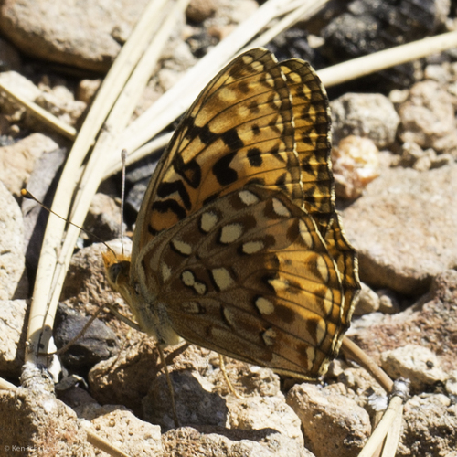 iNaturalist observation photo of Sierra Nevada Silverspot