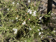 Olearia microphylla