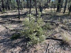 Olearia microphylla