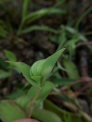 Cyanotis cristata