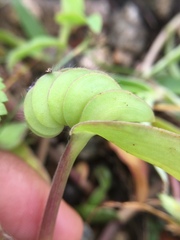 Cyanotis cristata