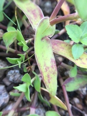 Cyanotis cristata