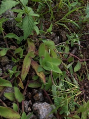Cyanotis cristata