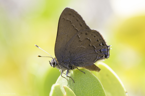 iNaturalist observation photo of Hedgerow Hairstreak