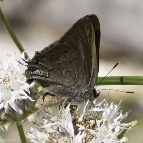 iNaturalist observation photo of Hedgerow Hairstreak