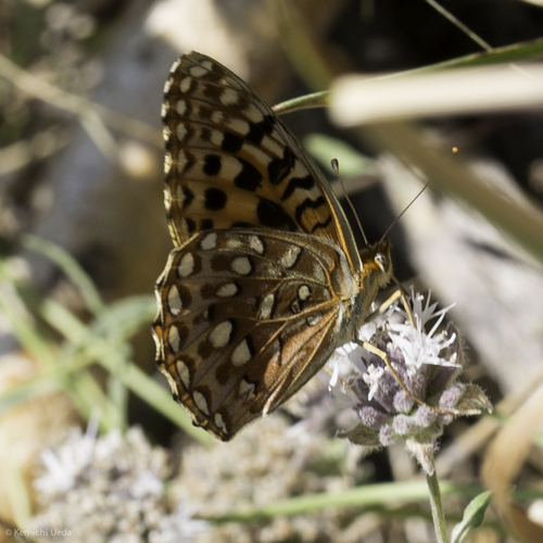iNaturalist observation photo of Sierra Nevada Silverspot