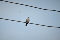 Streptopelia decaocto