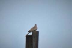 Streptopelia senegalensis