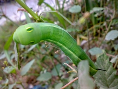 Hippotion celerio