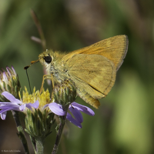 iNaturalist observation photo of Woodland Skipper