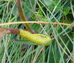 Lycia alpina