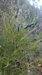 Cytisus scoparius image