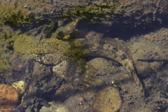 Cottus beldingii