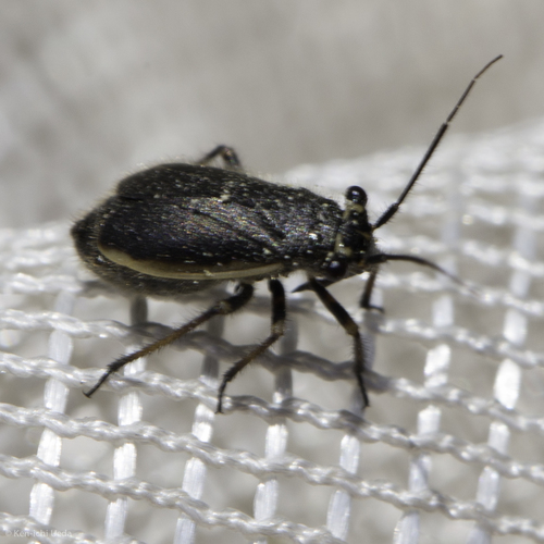 iNaturalist observation photo of Labops