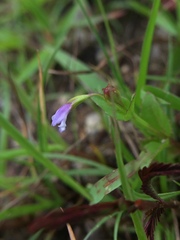 Linderniaceae