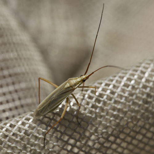 iNaturalist observation photo of Litomiris