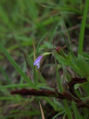 Linderniaceae