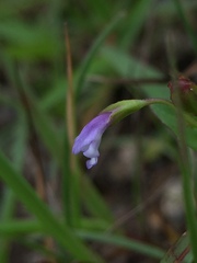 Linderniaceae
