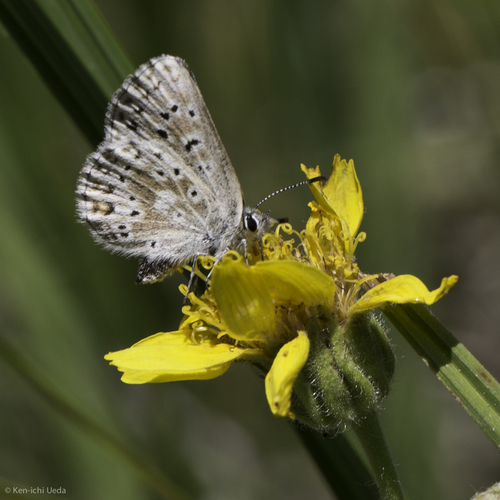 iNaturalist observation photo of Sierra Blue