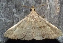 Renia flavipunctalis