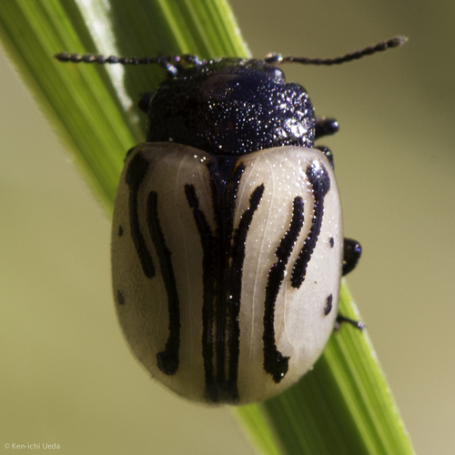 iNaturalist observation photo of Calligrapha sigmoidea