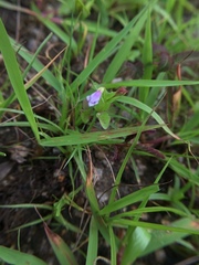 Linderniaceae