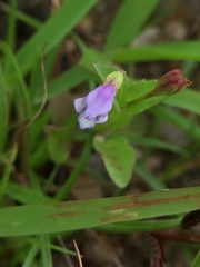 Linderniaceae