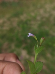 Linderniaceae