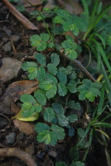 Elatostema obtusum trilobulatum