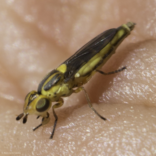 iNaturalist observation photo of Chlorops
