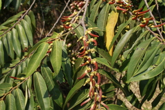 Xylopia aromatica