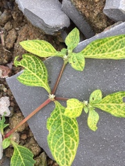 Alternanthera yellow vein virus