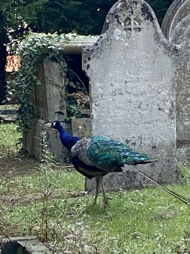 Paon bleu, jeune