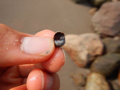 Echinolittorina aspera