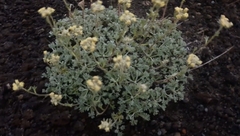 Artemisia glomerata