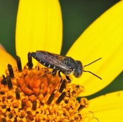 Coelioxys sayi