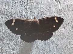 Erebus hieroglyphica