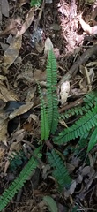 Asplenium normale normale