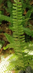 Asplenium normale normale