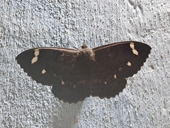 Erebus hieroglyphica