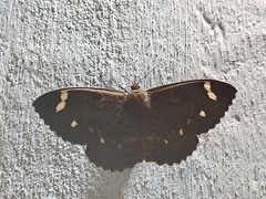 Erebus hieroglyphica