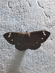 Erebus hieroglyphica