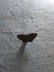 Erebus hieroglyphica