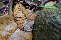 Aglyptodactylus chorus