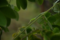 Ahaetulla farnsworthi