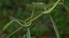 Ahaetulla farnsworthi